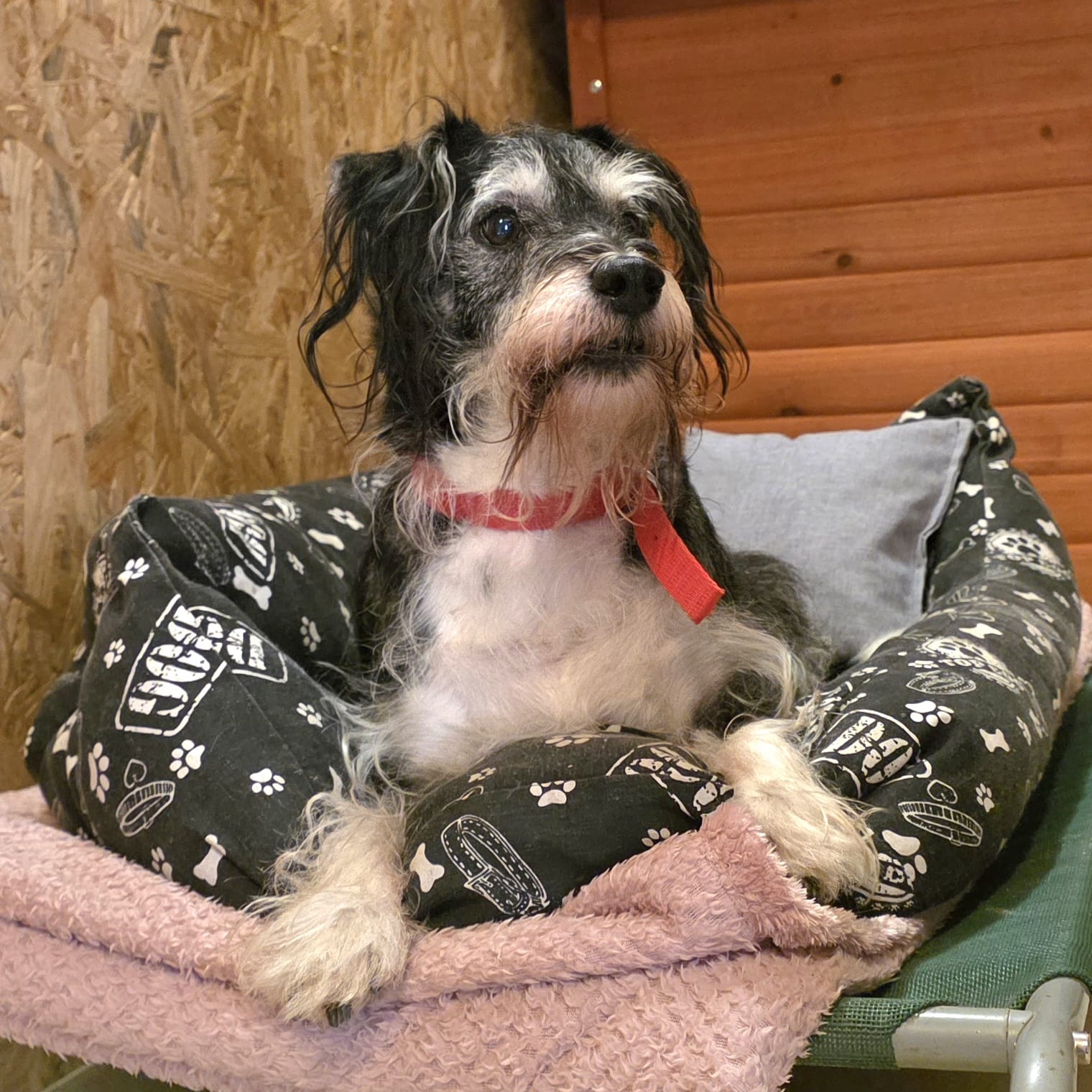 Fundhund in Garz - Bild 1