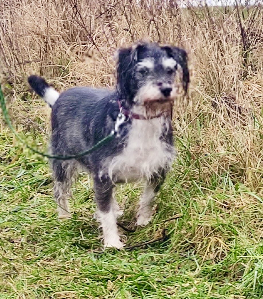 Fundhund in Garz - Bild 3 Fundhund in Garz - Bild 3