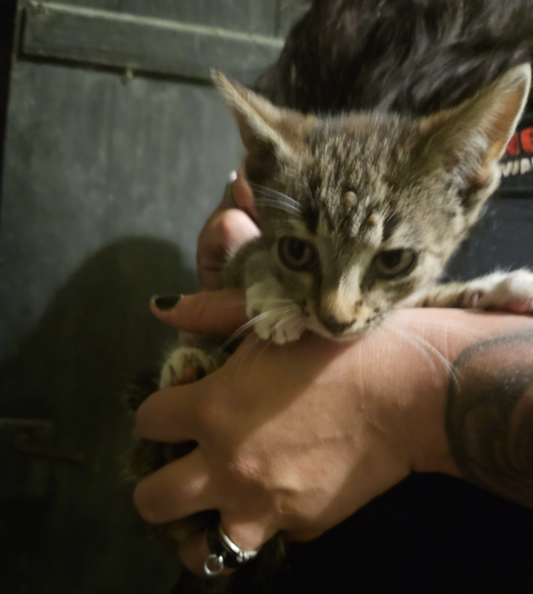 Katze_Breechen