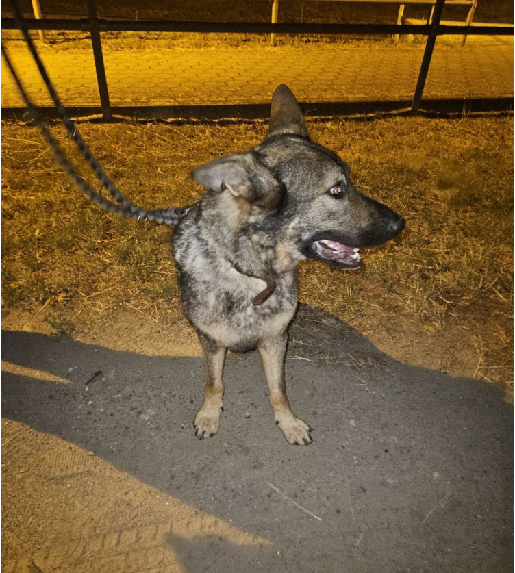 Schäferhund-Rüde